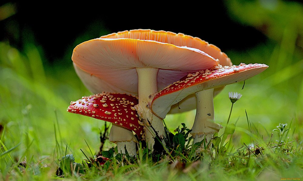Фото грибов