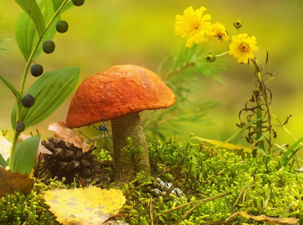 Осенние грибы Подмосковья
