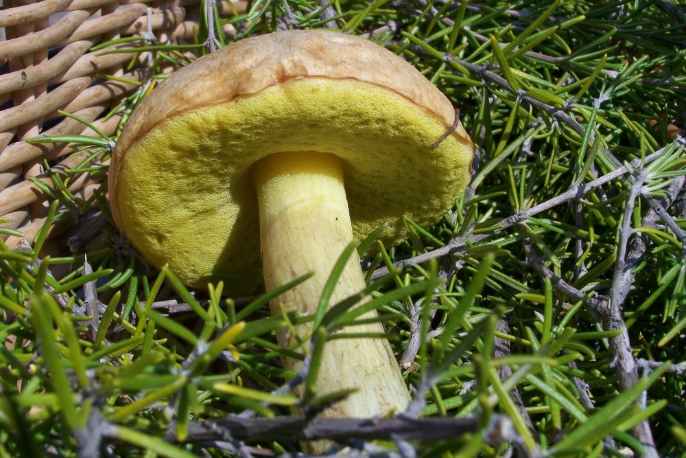 Губчатые грибы съедобные