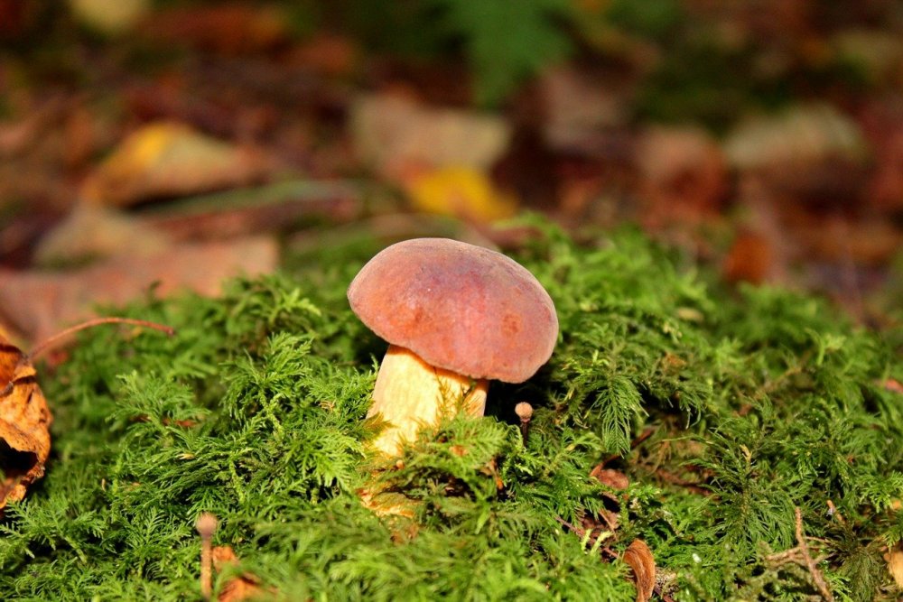 Красивые Лесные грибы