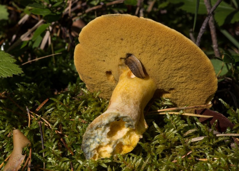 Моховик каштановый польский гриб