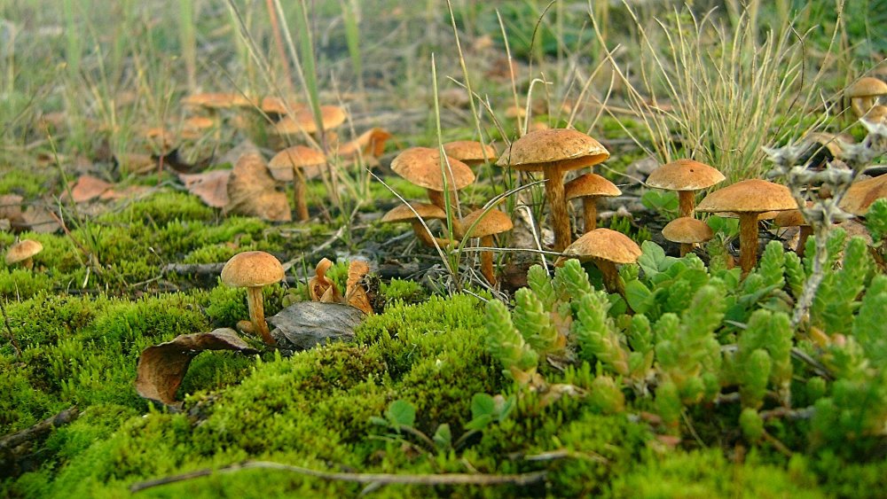Съедобные грибы Томской области