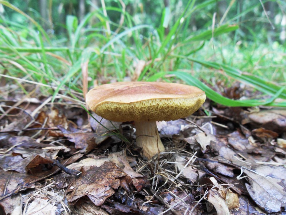 Каштановый моховик гриб