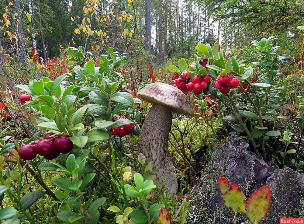 Цветы и ягоды в лесу