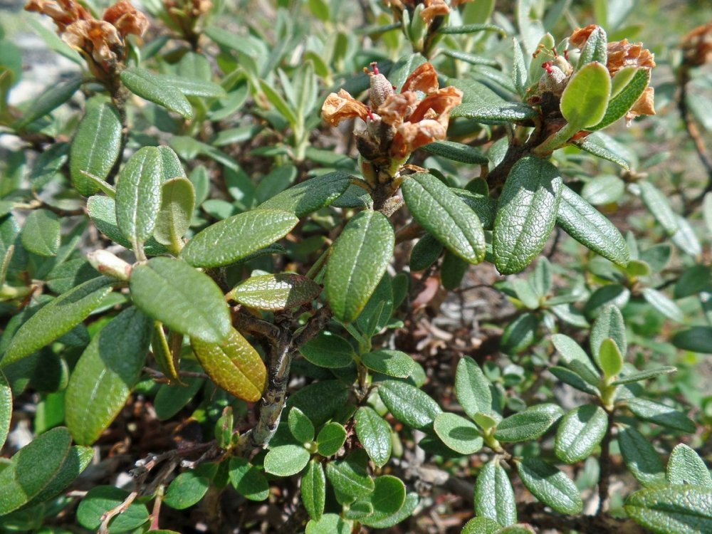 Рододендрон Адамса (Rhododendron adamsii Rehder).