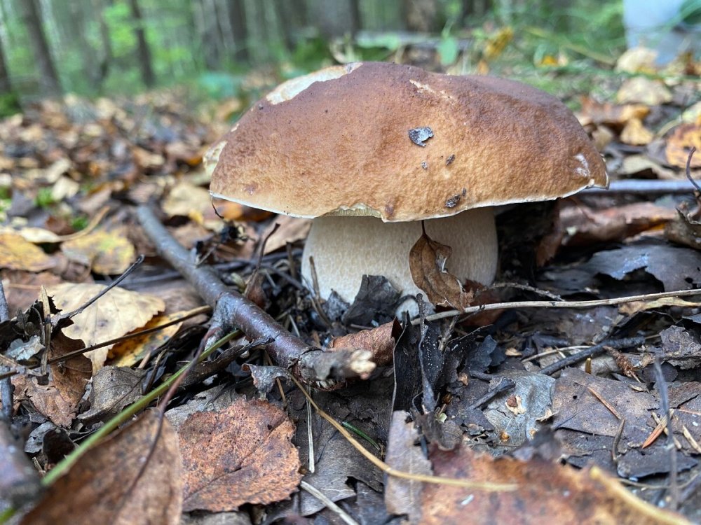 Белый белый гриб Сосновик