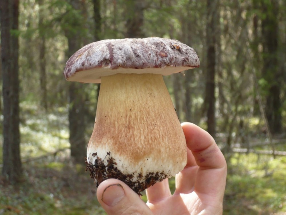 Белый гриб царь грибов