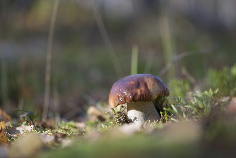 Белые грибы Камчатки