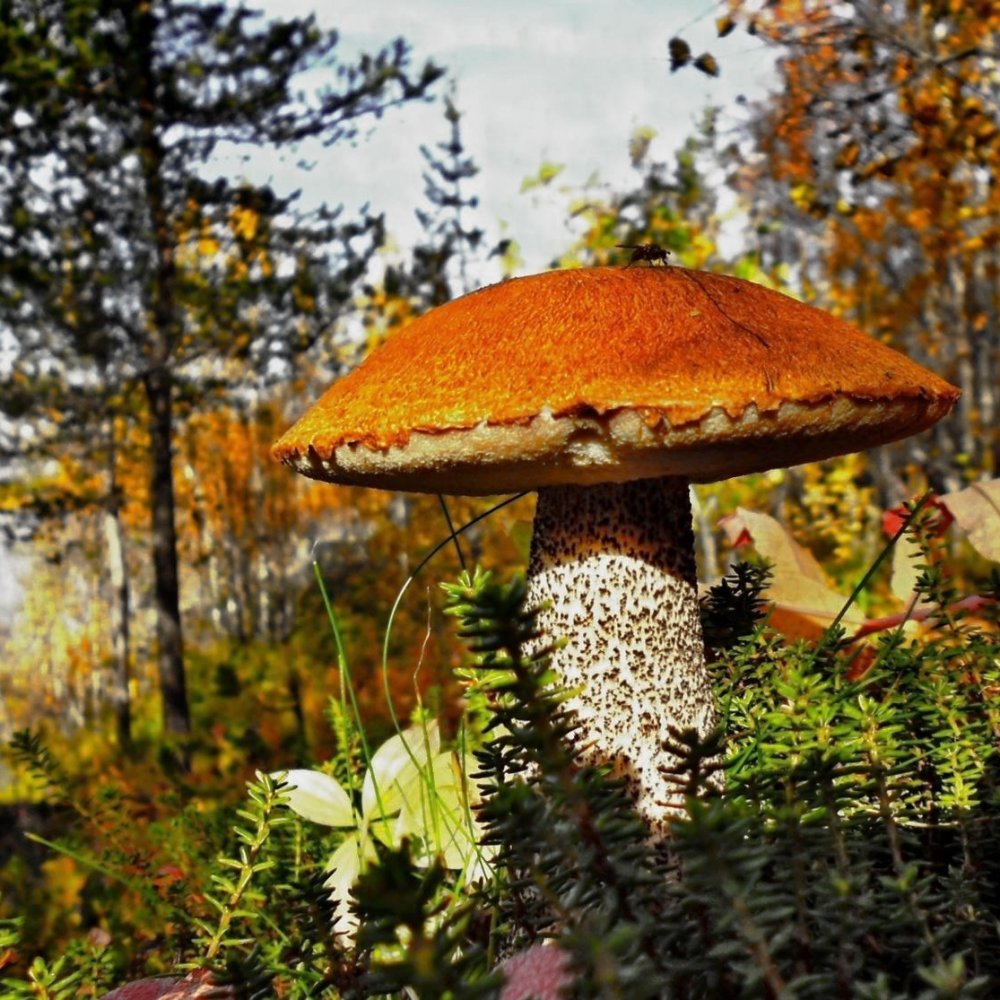 Осиновик гриб Мурманск