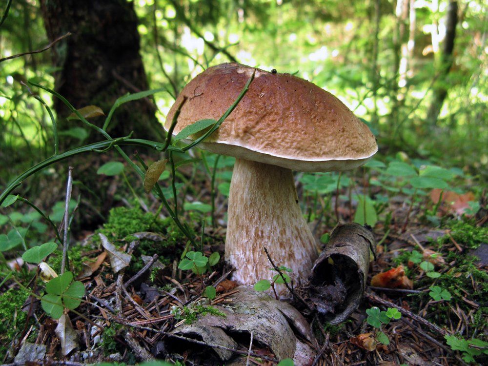 Трубчатые грибы Боровик