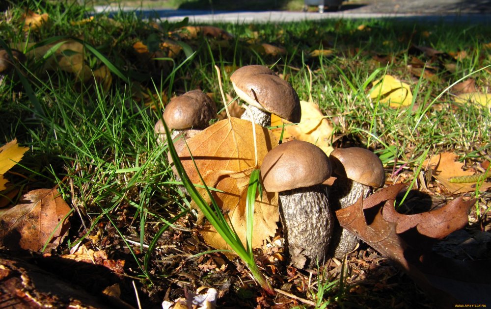 Обои грибы в лесу