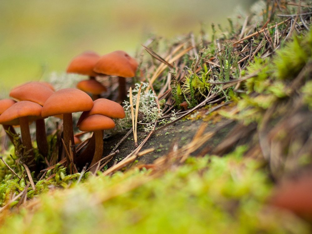 Осенний пейзаж с грибами