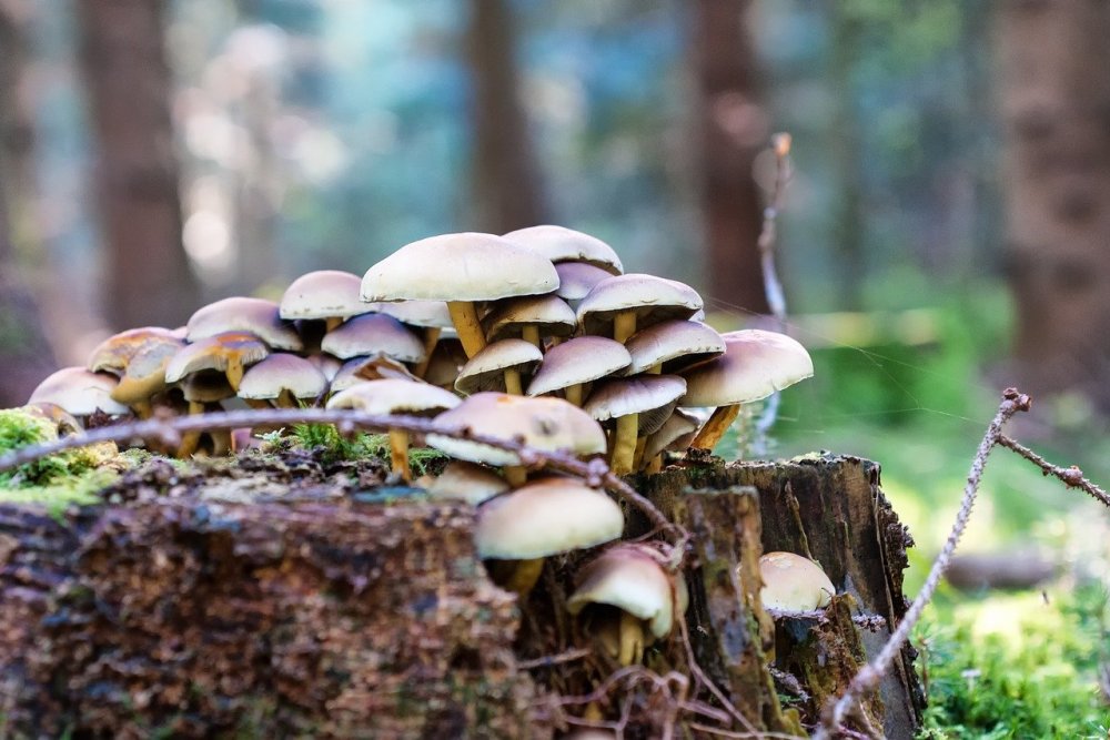 Золотистый лес с грибами