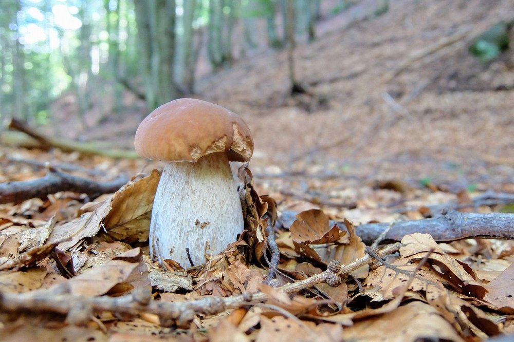 Луговой белый гриб