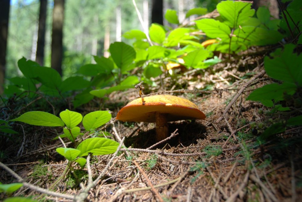 Осенний лес со мхом и грибами