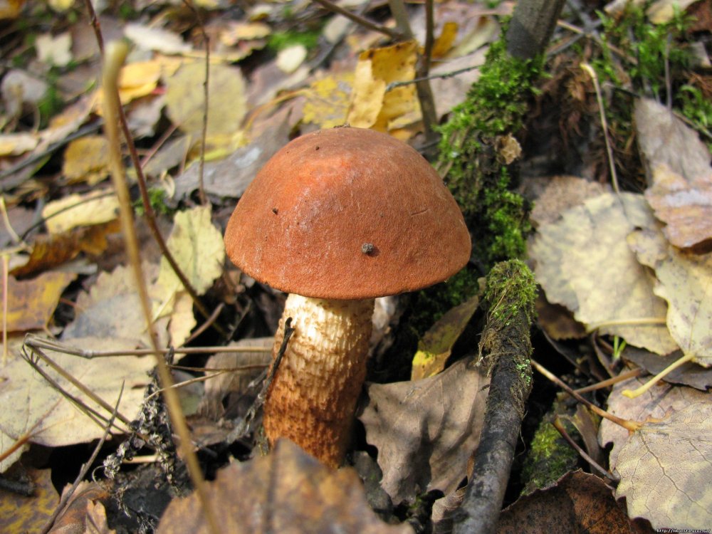 Грибы грибы Вологодской области