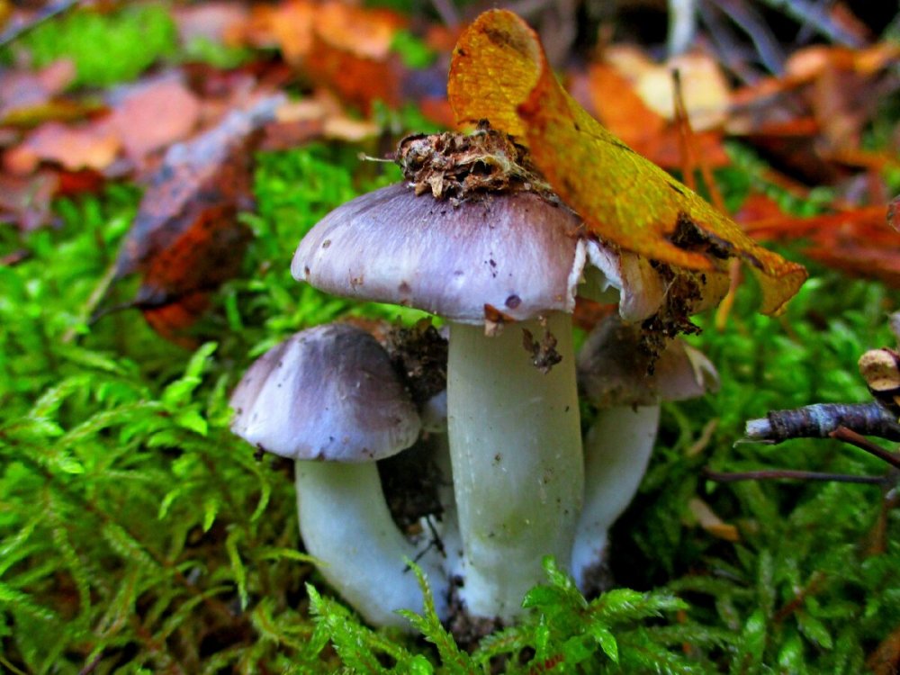 Осенние грибы Молдавии