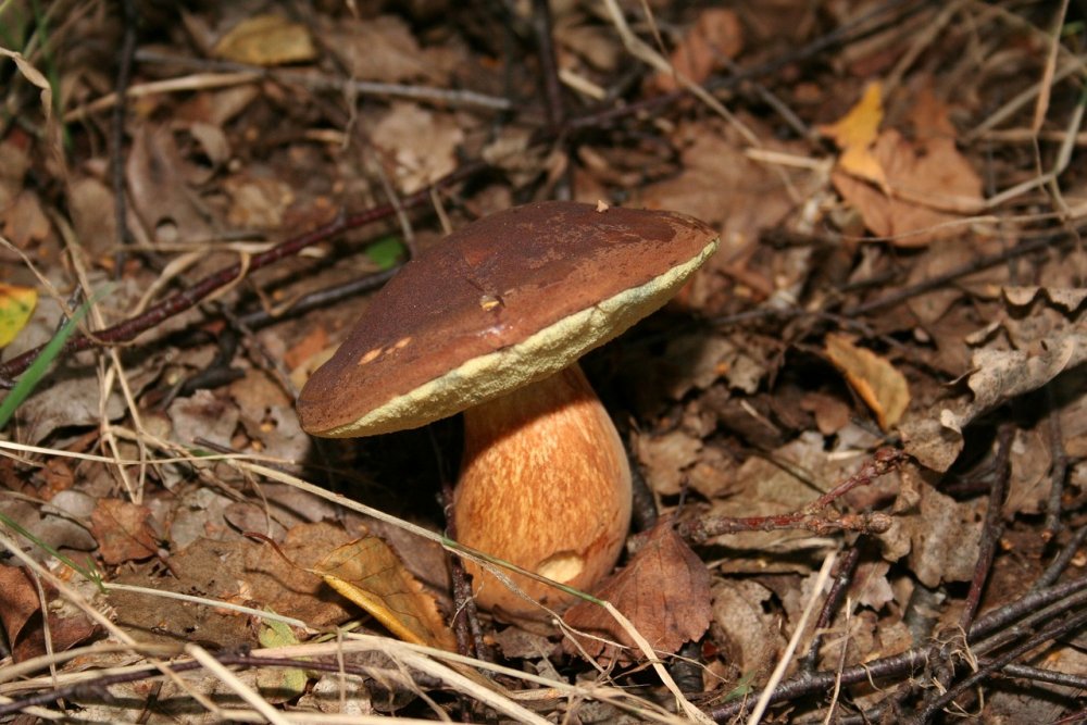 Августовский лес с грибами
