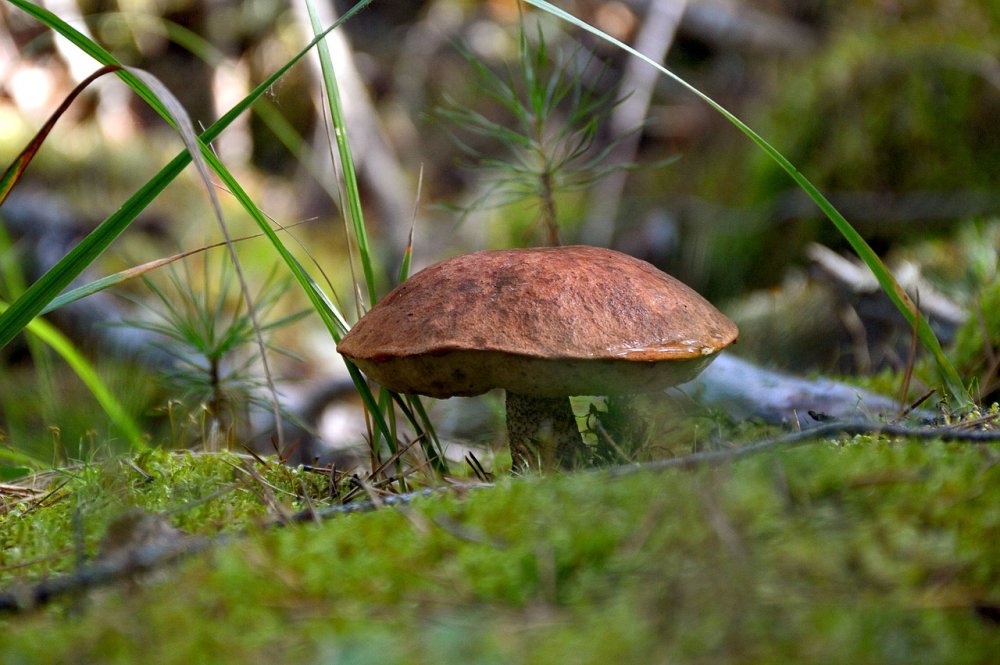 Съедобные грибы в августе