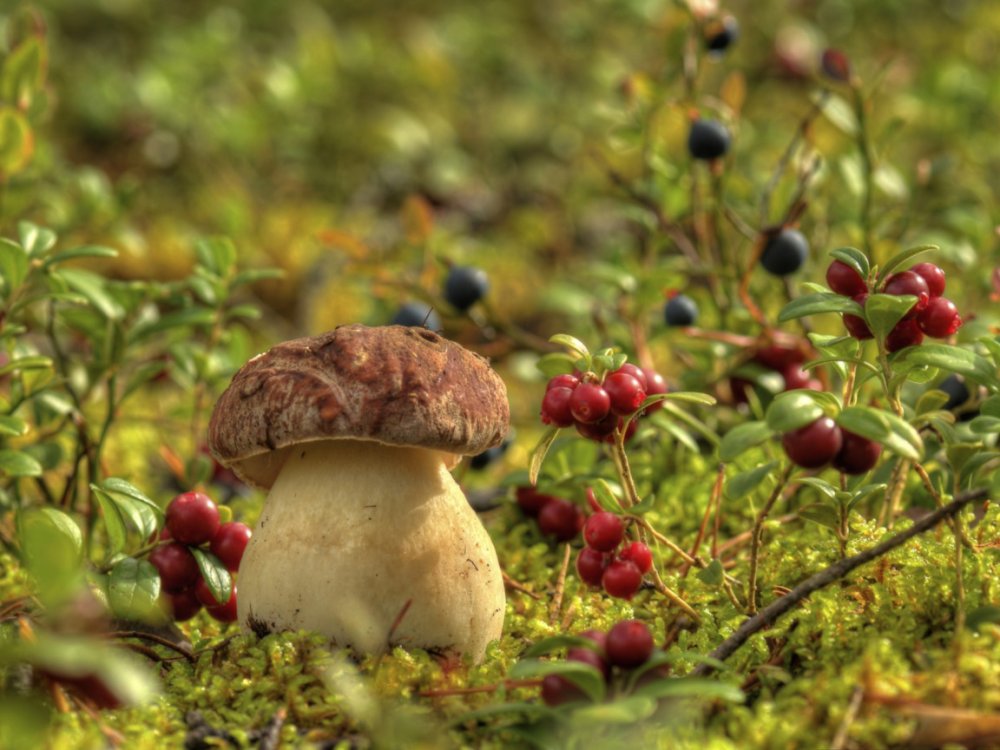 Большие грибы в лесу