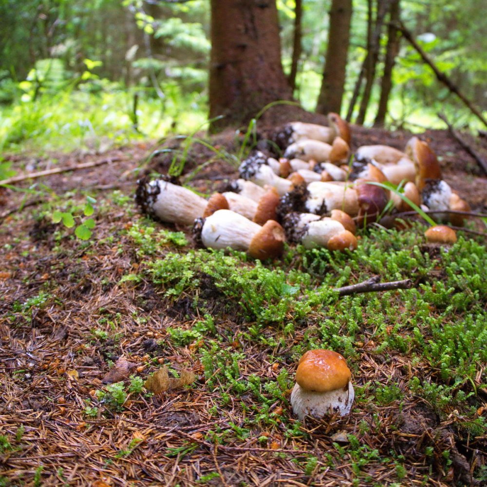 Осень грибы ягоды