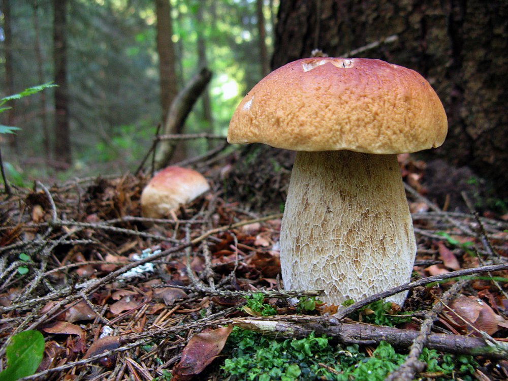 Осенние грибы в Сосновом лесу