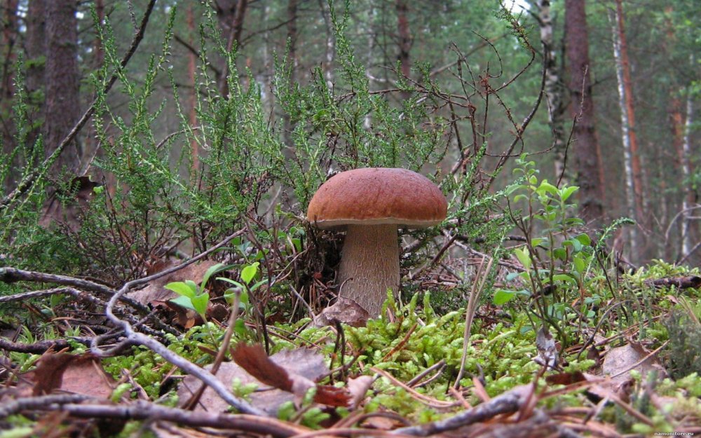 Осенние грибы на Урале