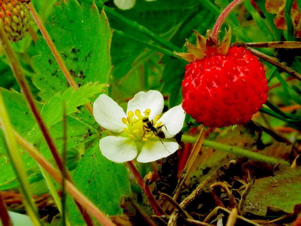 Dolycoris baccarum - щитник ягодный