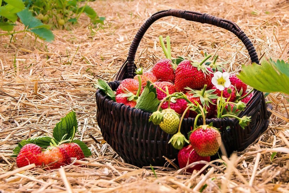 Корзинка с ягодами и цветами