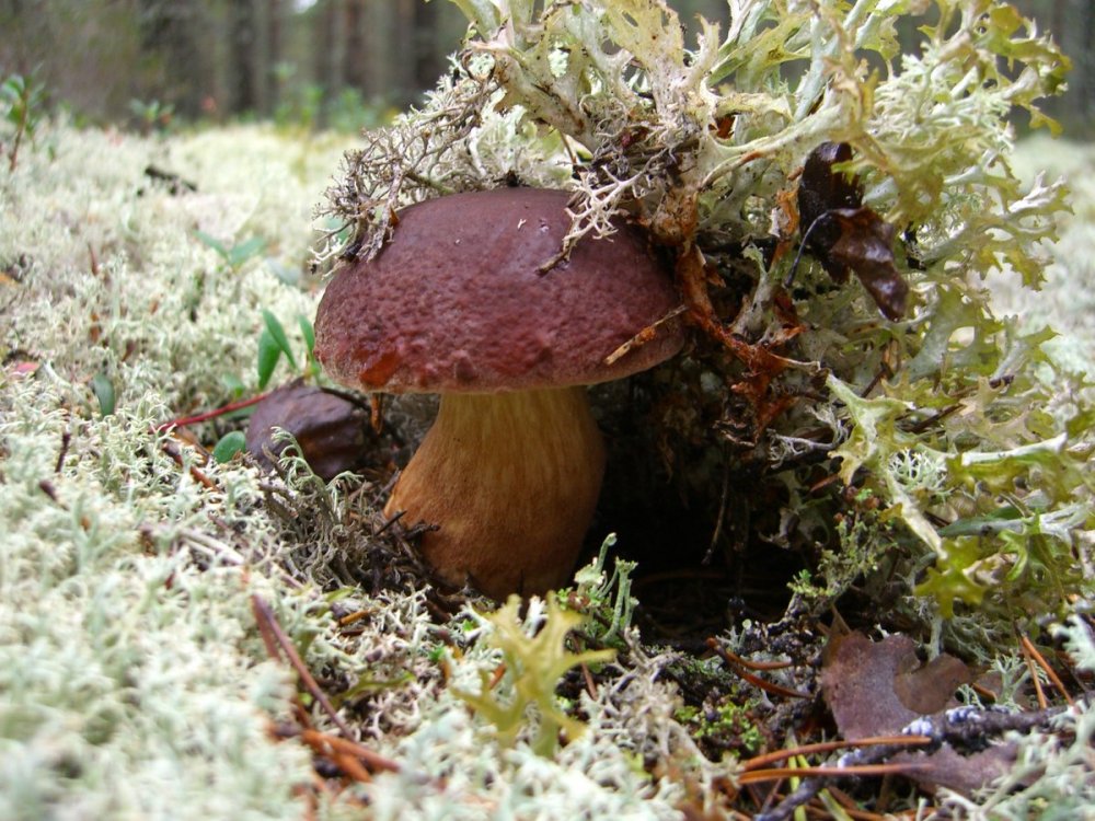Съедобные грибы Якутии