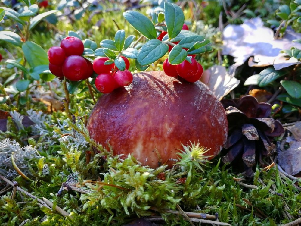 Таежные грибы и ягоды
