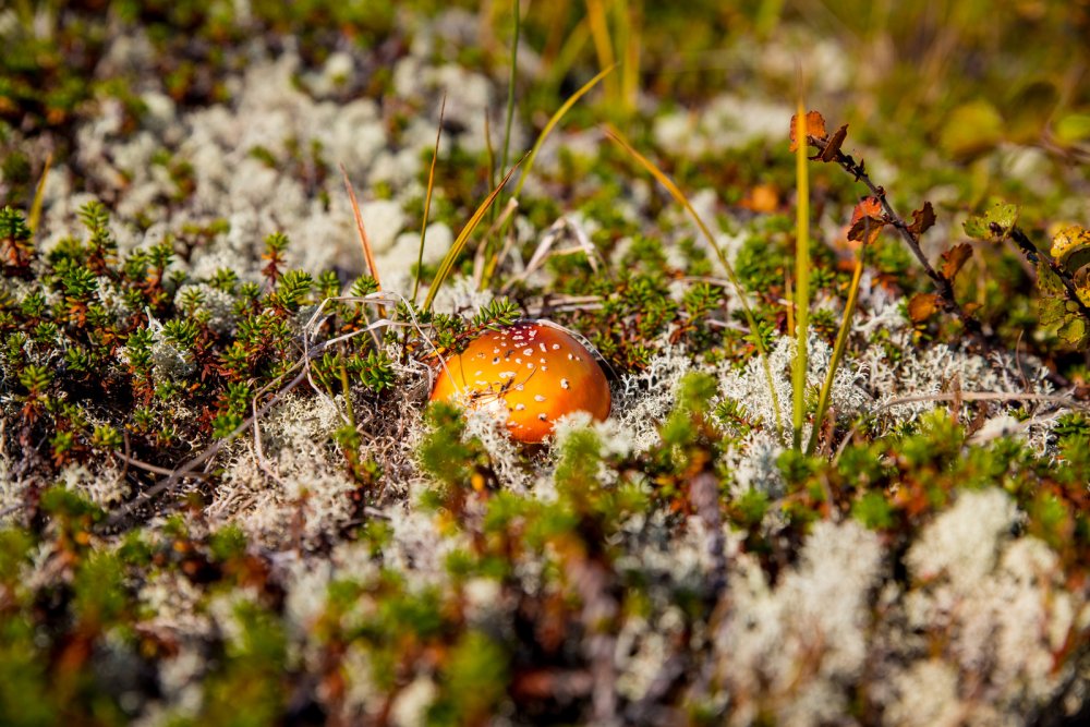 Природа Норильска осень грибы и ягоды