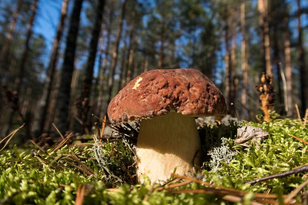 Белый гриб в Краснодарском крае