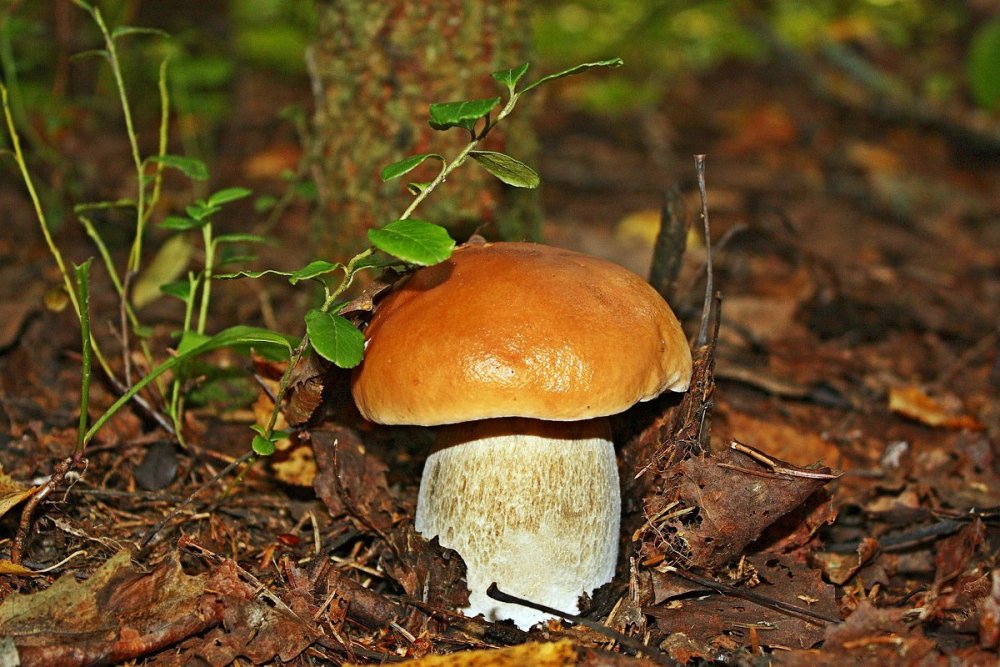 Белый гриб маленький