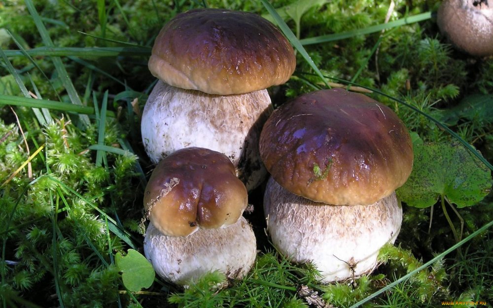 Съедобные грибы фото белый гриб