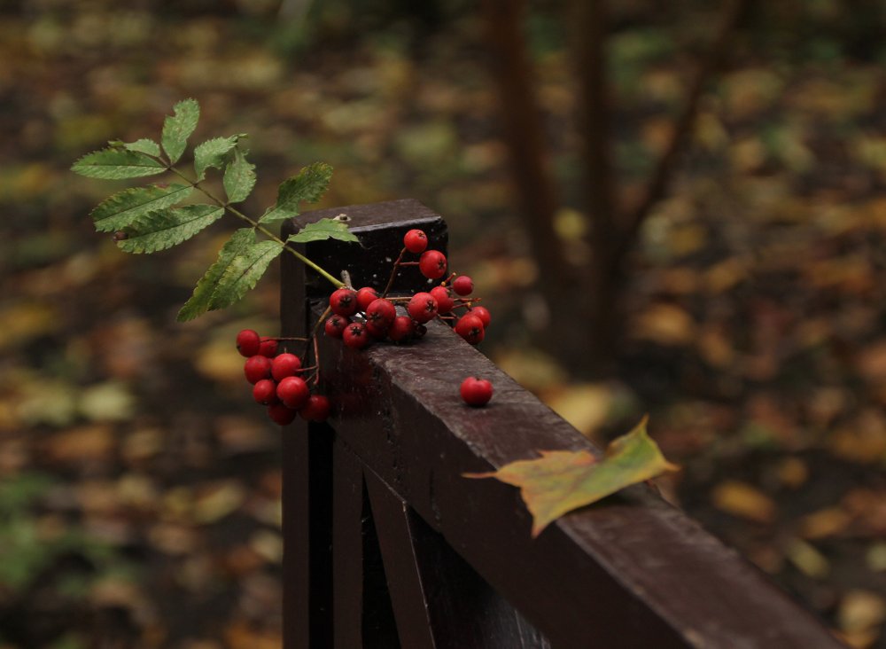 Осенние ягоды в лесу