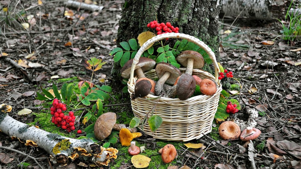 Корзинка с грибами и ягодами