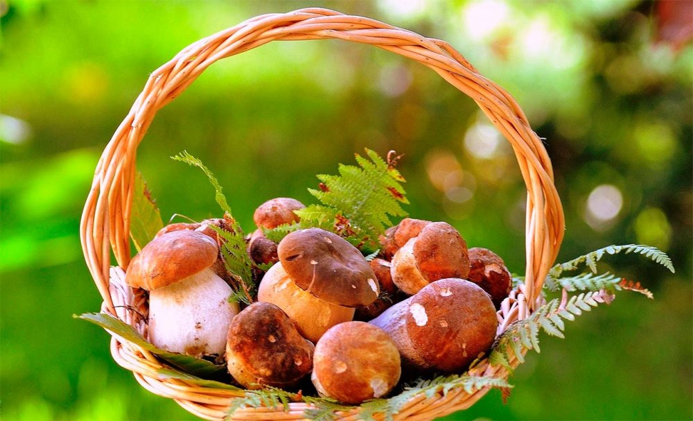Поляна грибов с лукошком