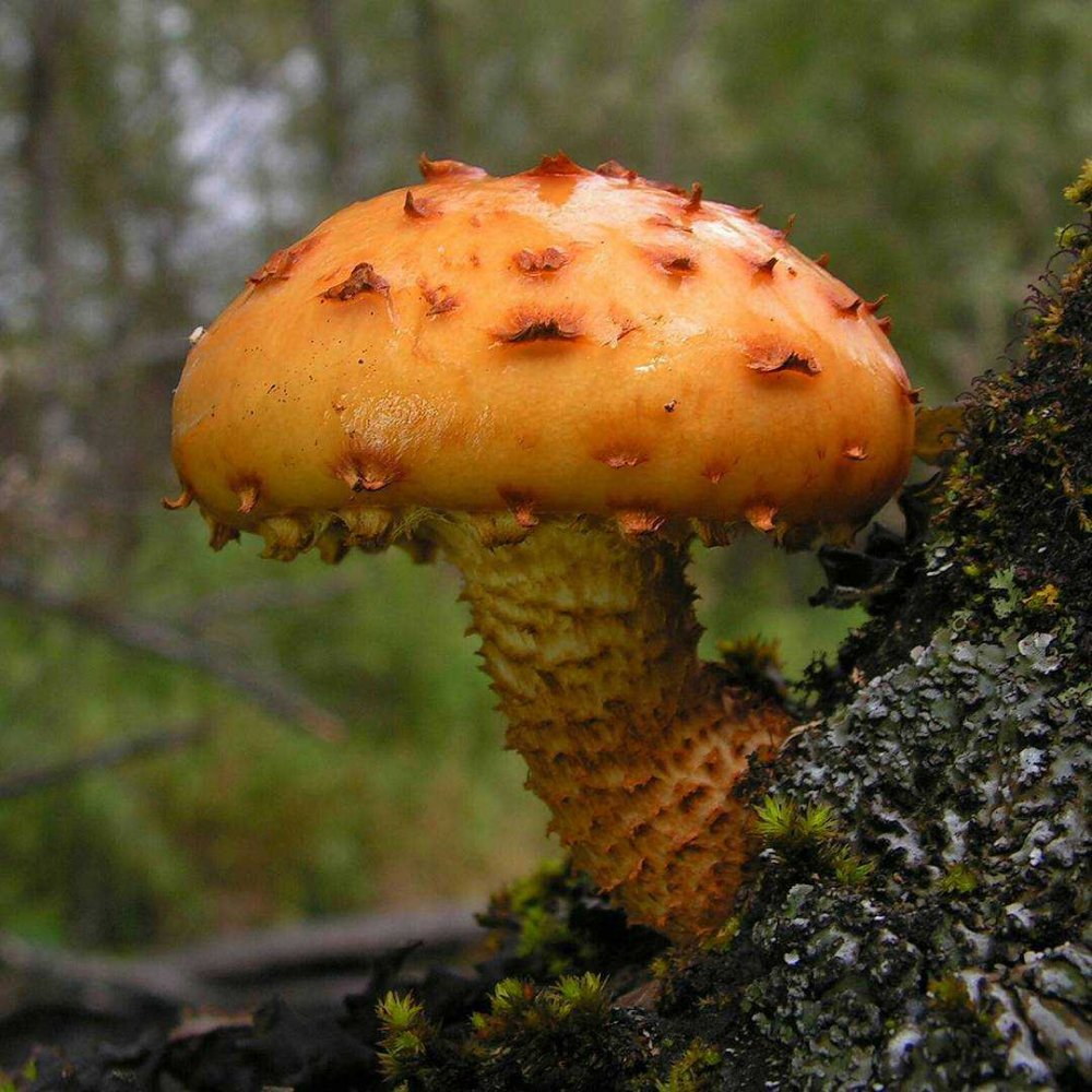 Самые редкие грибы в Алтайском крае