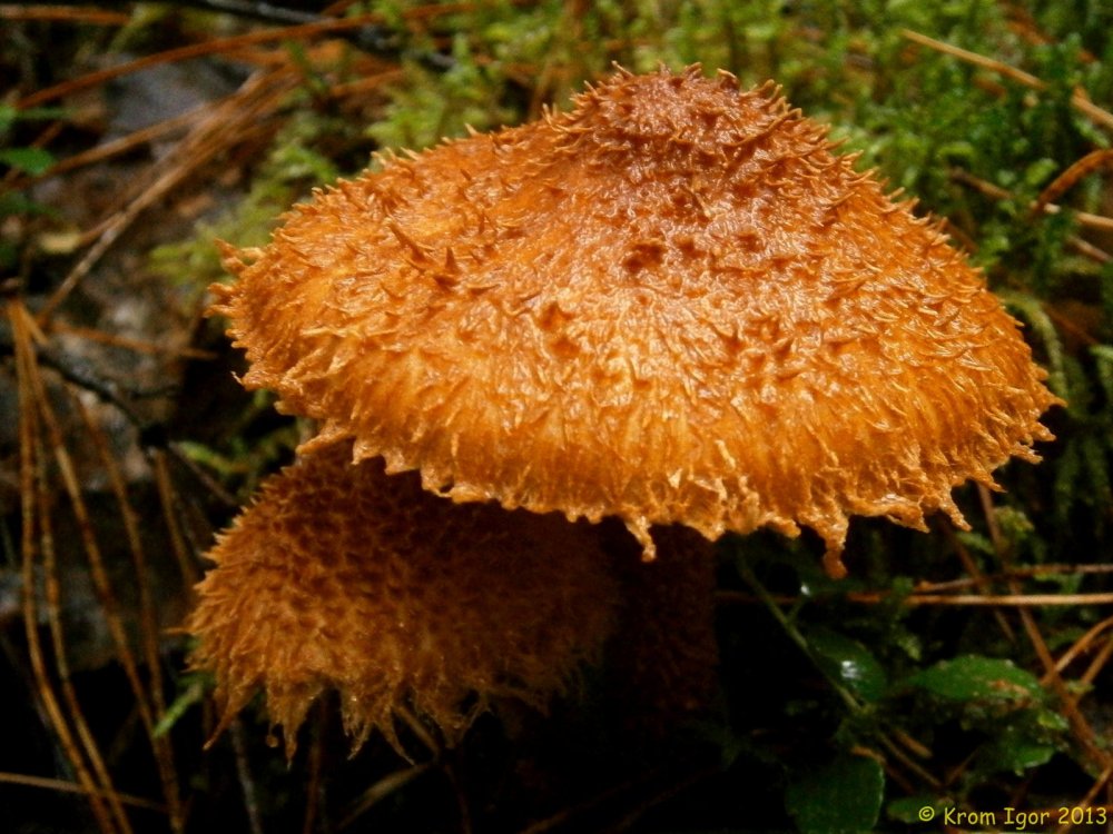 Папоротниковые грибы