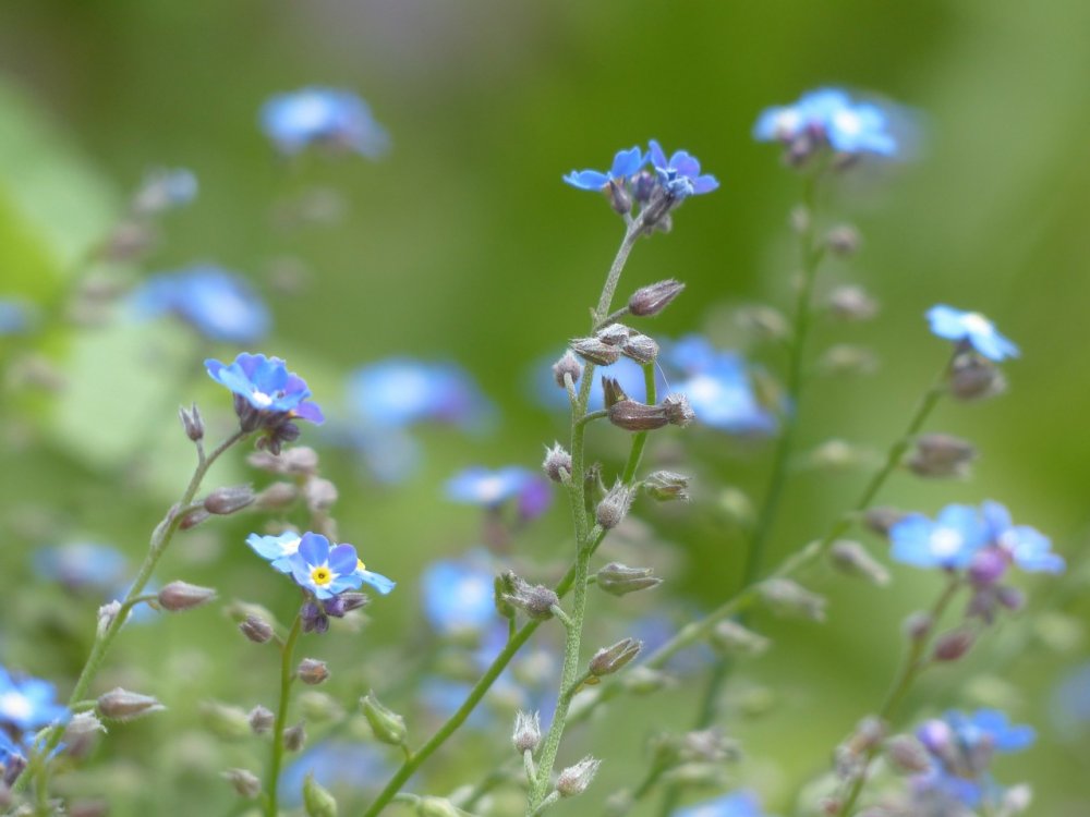 Мелкие голубые полевые цветы