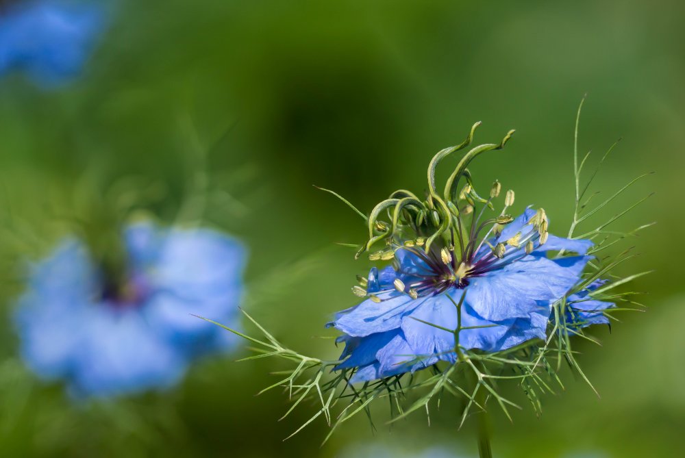 Необычные синие растения