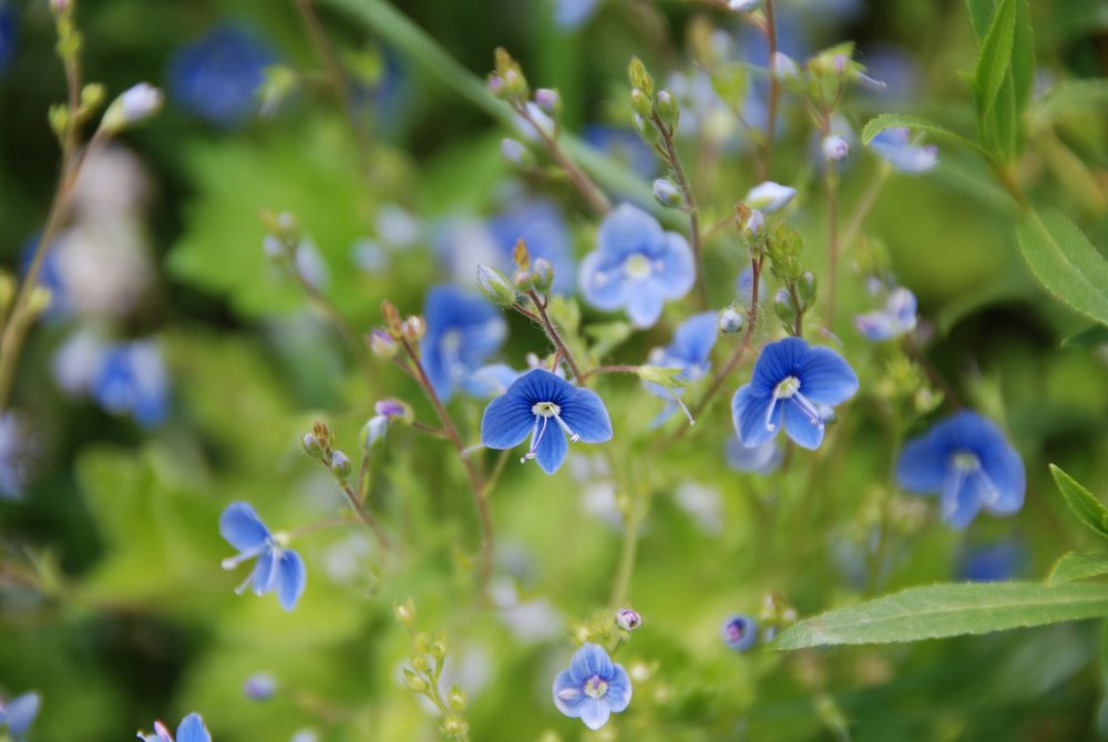 Растение с маленькими голубыми цветочками