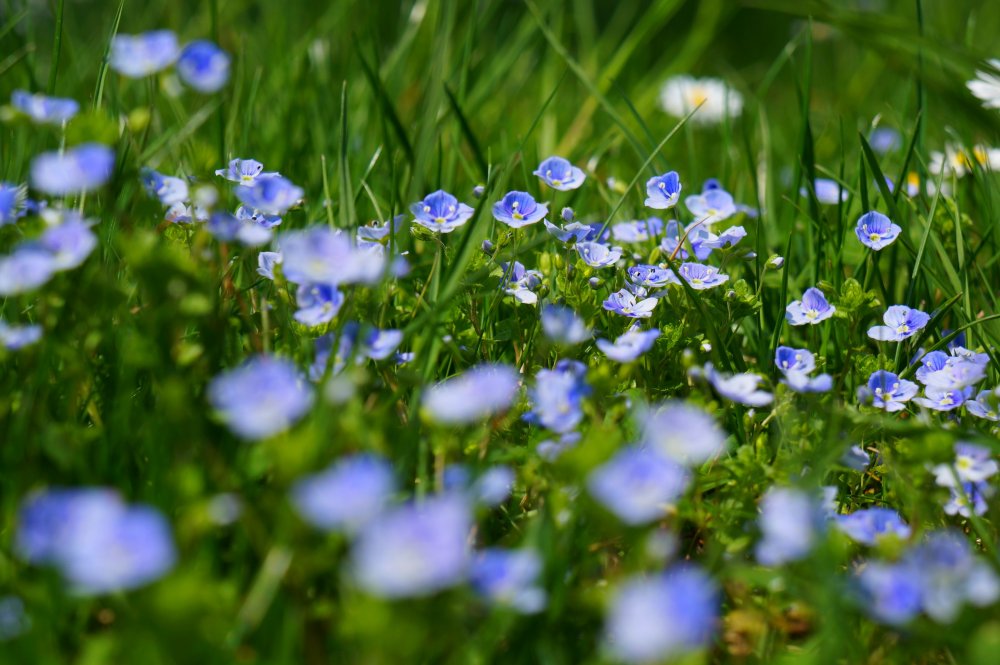 Весенняя трава с маленькими голубыми цветочками