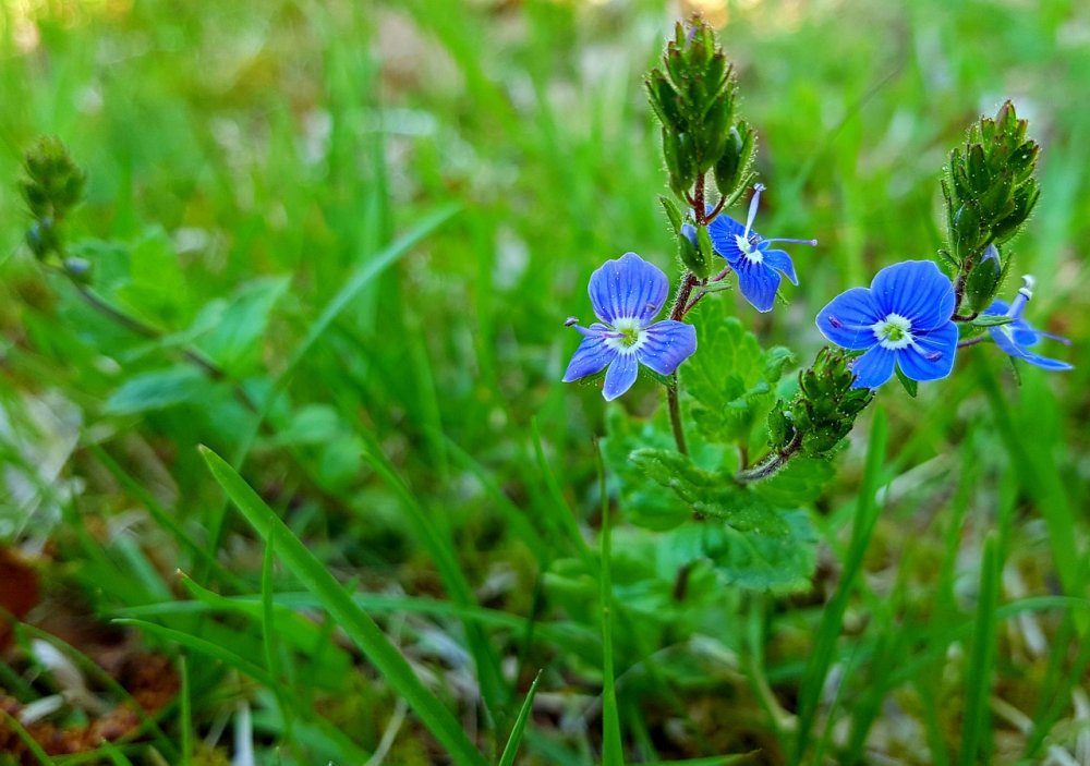 Лечебная трава синенькие цветочки