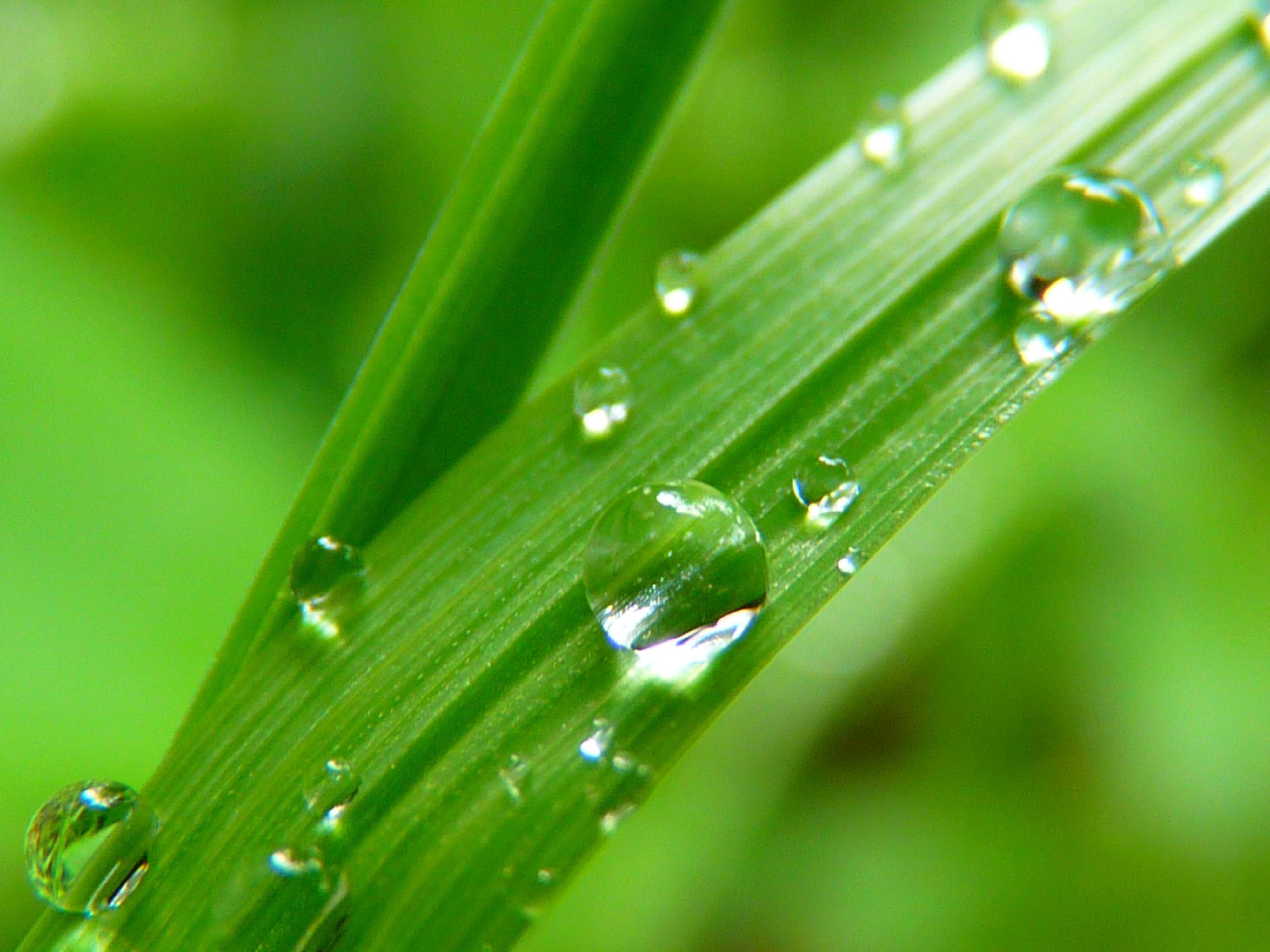 Water grass. Капли росы на траве. Травинка с росой. Капли воды на траве. Сильная роса на траве.