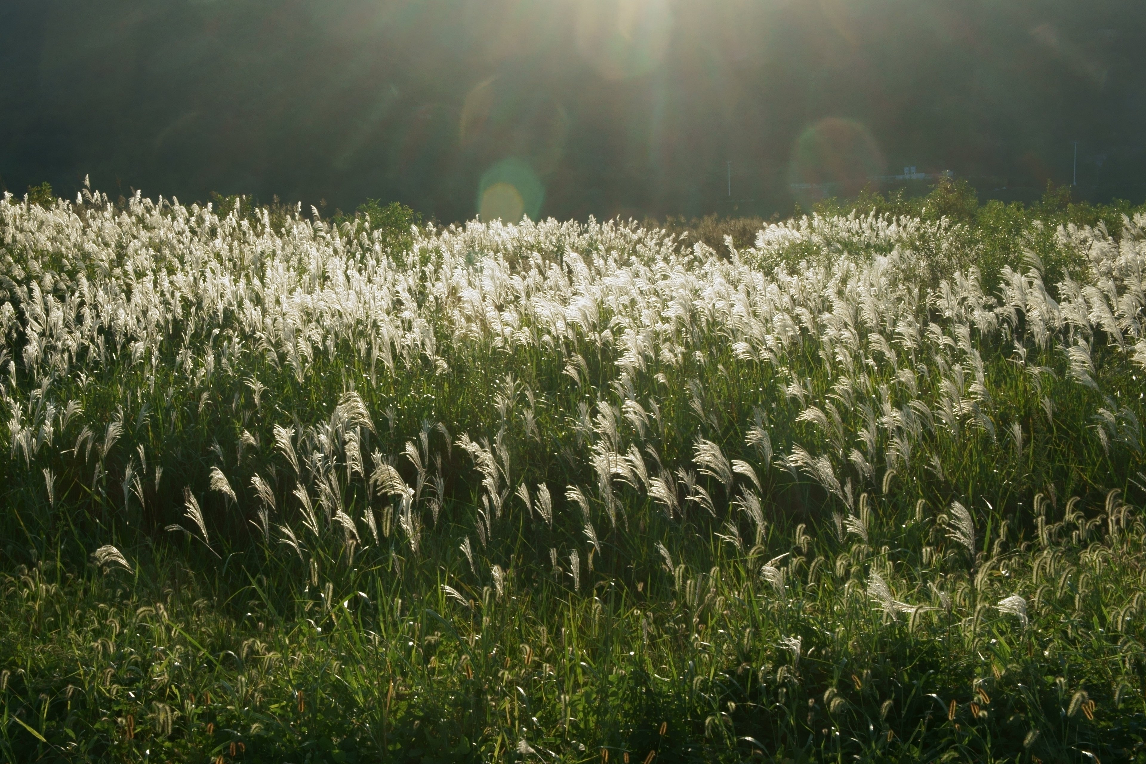 Звонкая пелена. Белая трава. Поле серебряная трава. Белая трава в поле. Серебристая трава в поле.
