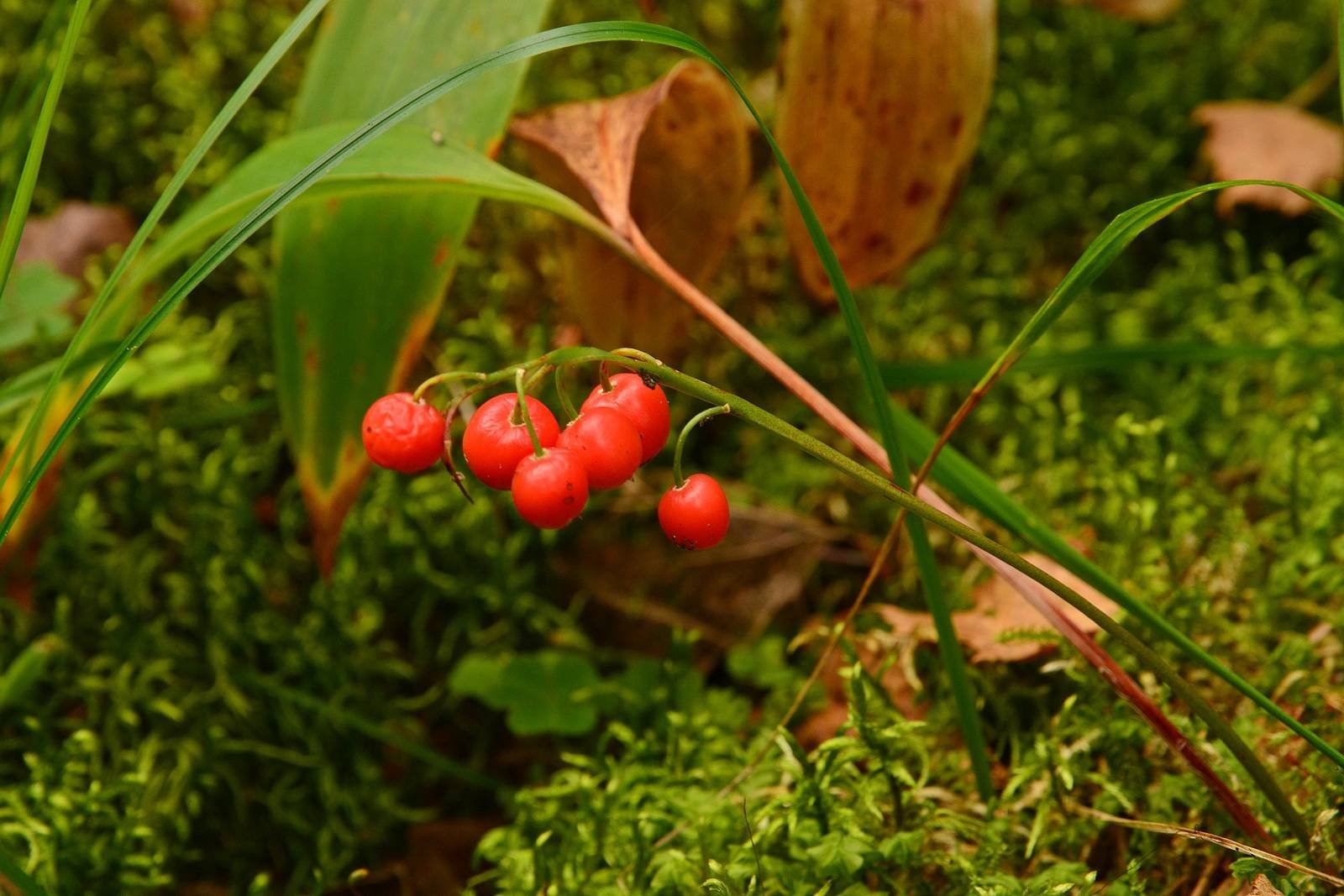Красная ягода в лесу