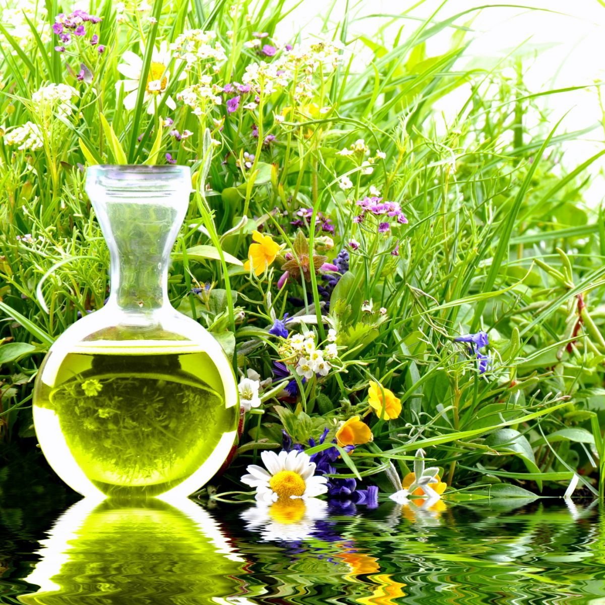 Зеленые запахи духов. Лечебные травы. Лекарственные растения. Травяные ароматы. Лекарственные травы в природе.