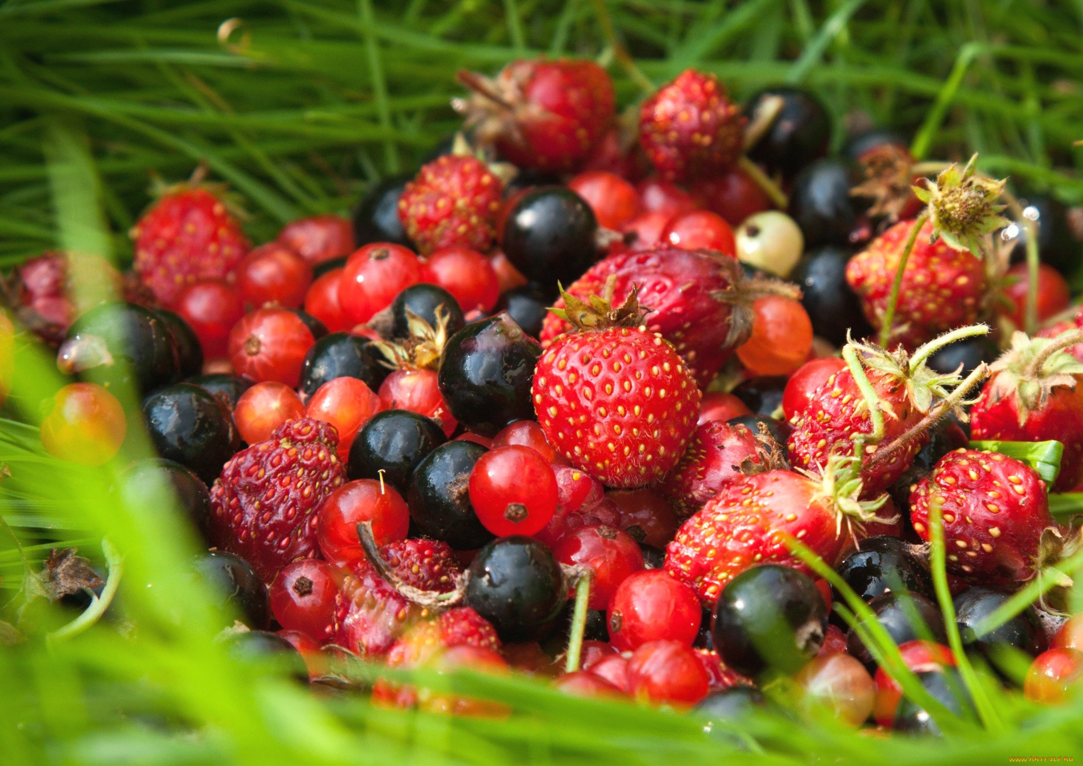 Сочные и вкусные ягоды это. Лесные ягоды. Красивые ягоды. Каринка ягода. Ягоды летом.